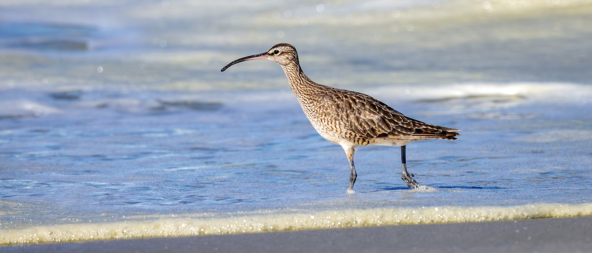 Courlis hudsonien - ML643761121