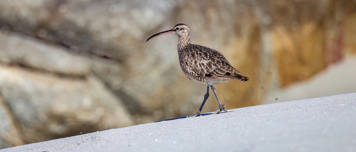 Courlis hudsonien - ML643761122