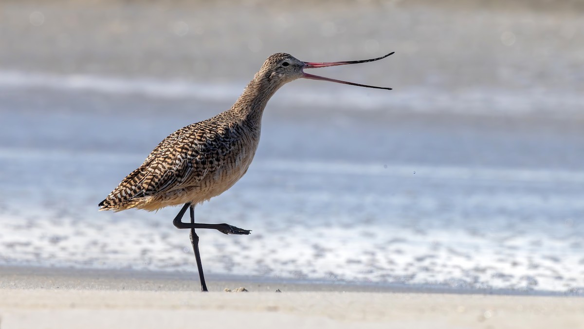 Barge marbrée - ML643761137