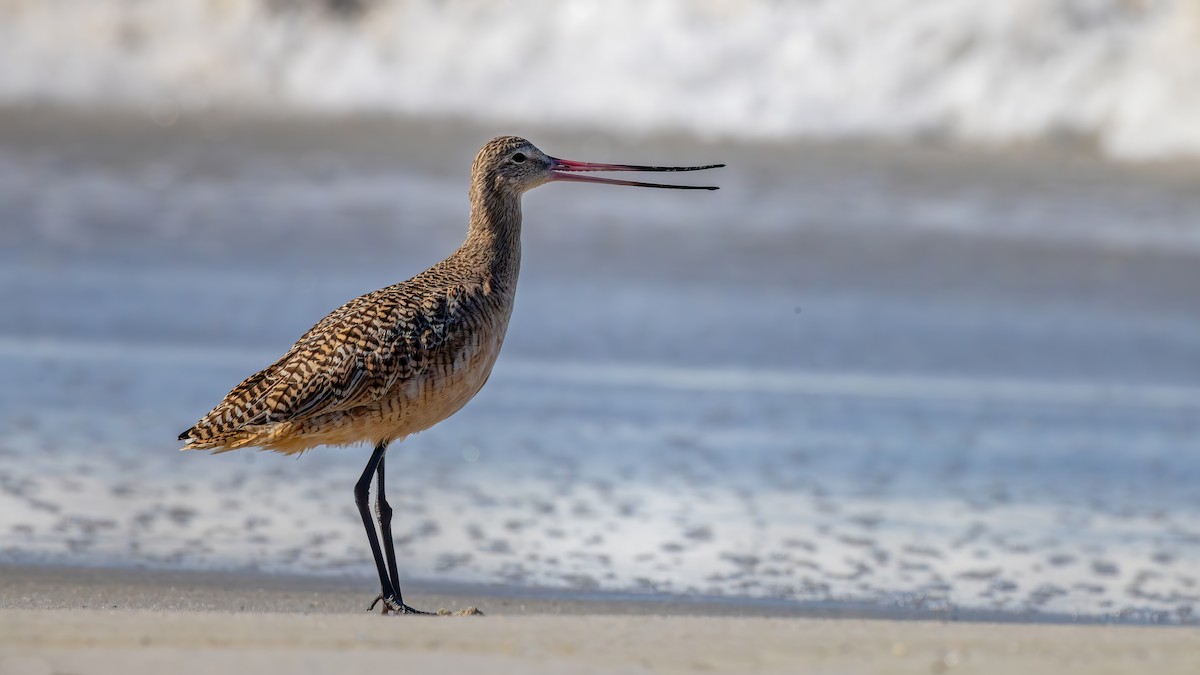 Barge marbrée - ML643761138