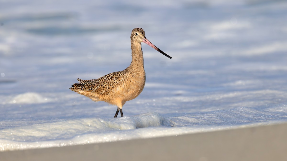 Barge marbrée - ML643761139