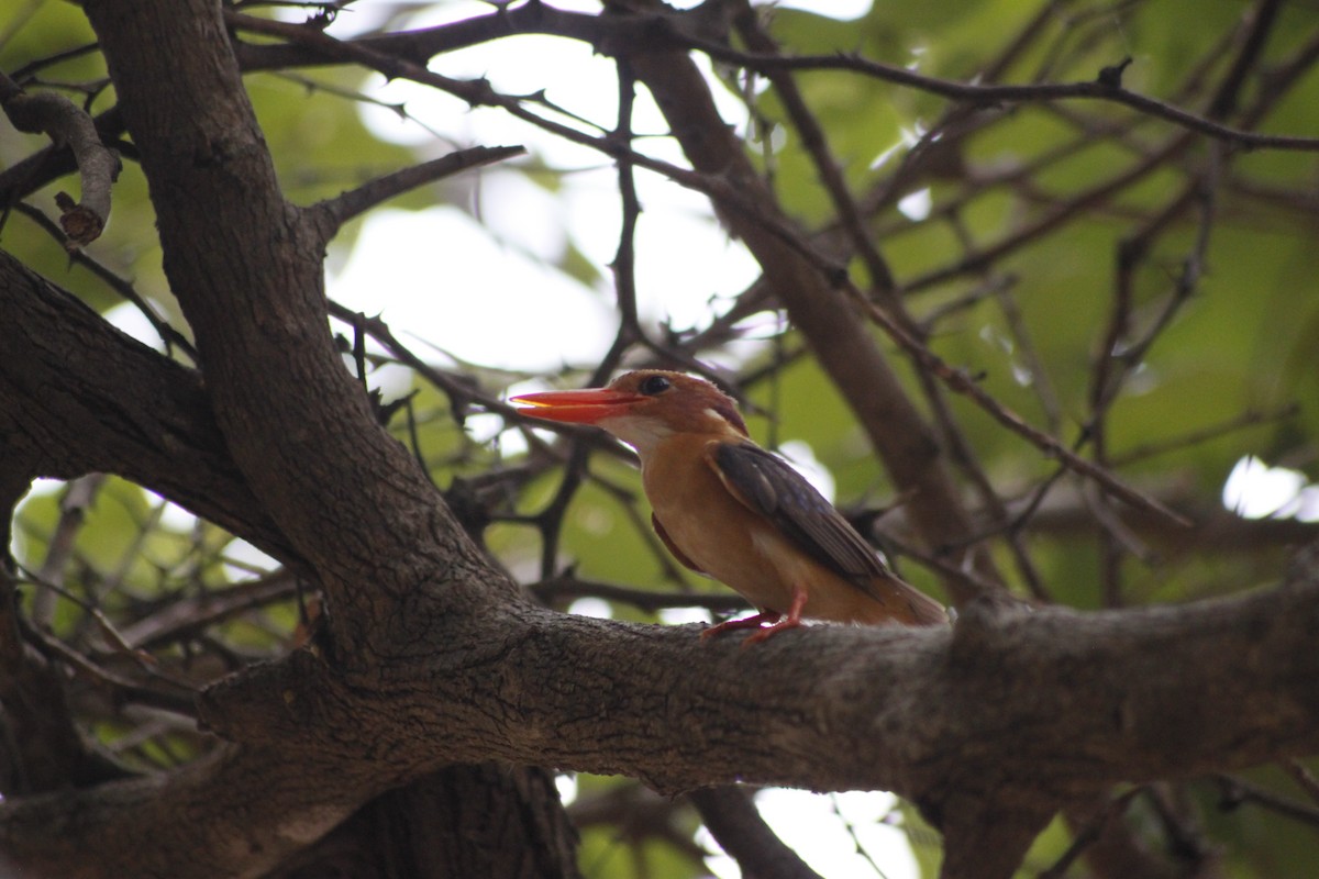 ヒメショウビン - ML643761222