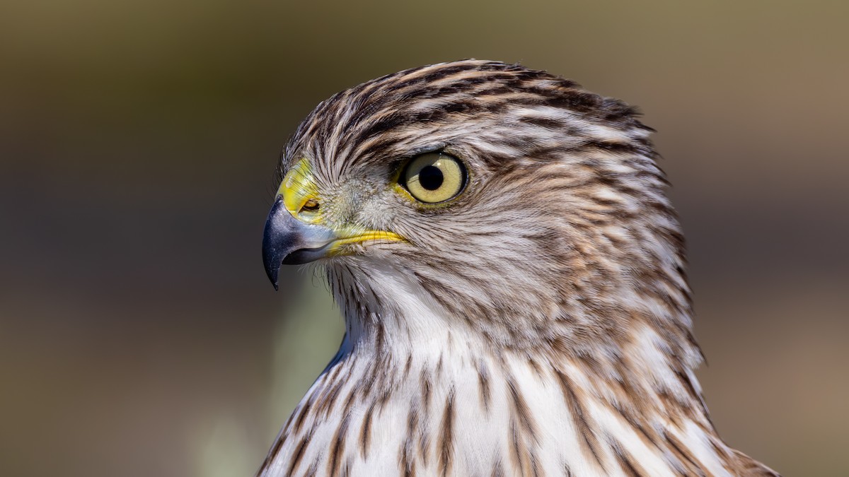 Épervier de Cooper - ML643761241