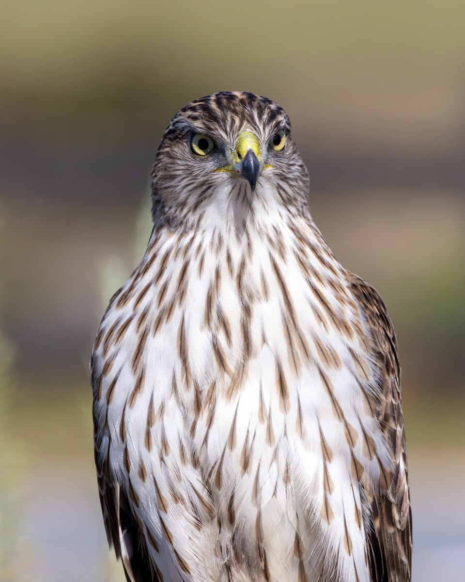 Épervier de Cooper - ML643761243