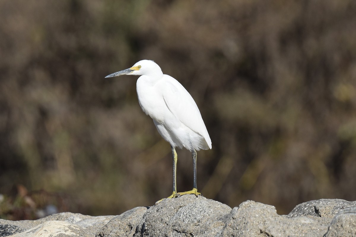 Snowy Egret - ML643761251