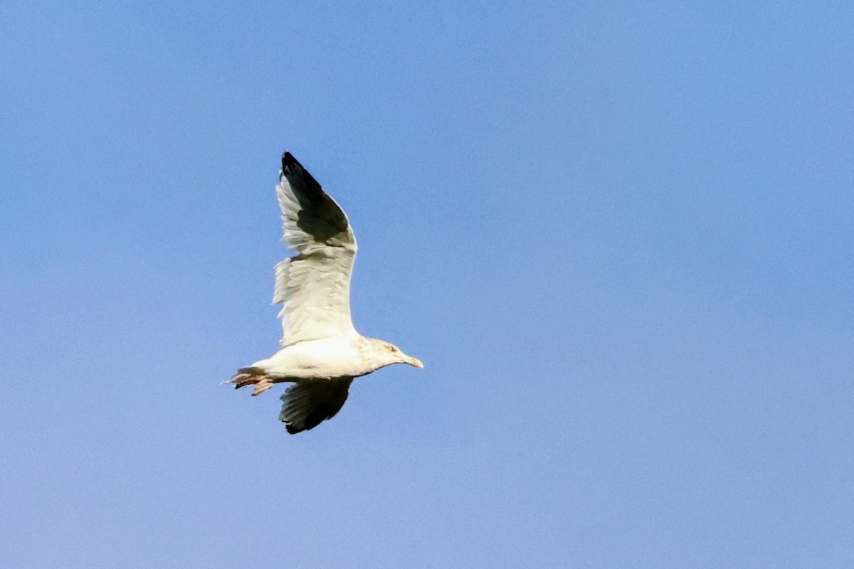 American Herring Gull - ML643761269