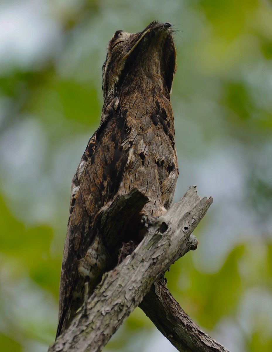 Common Potoo - ML643761272