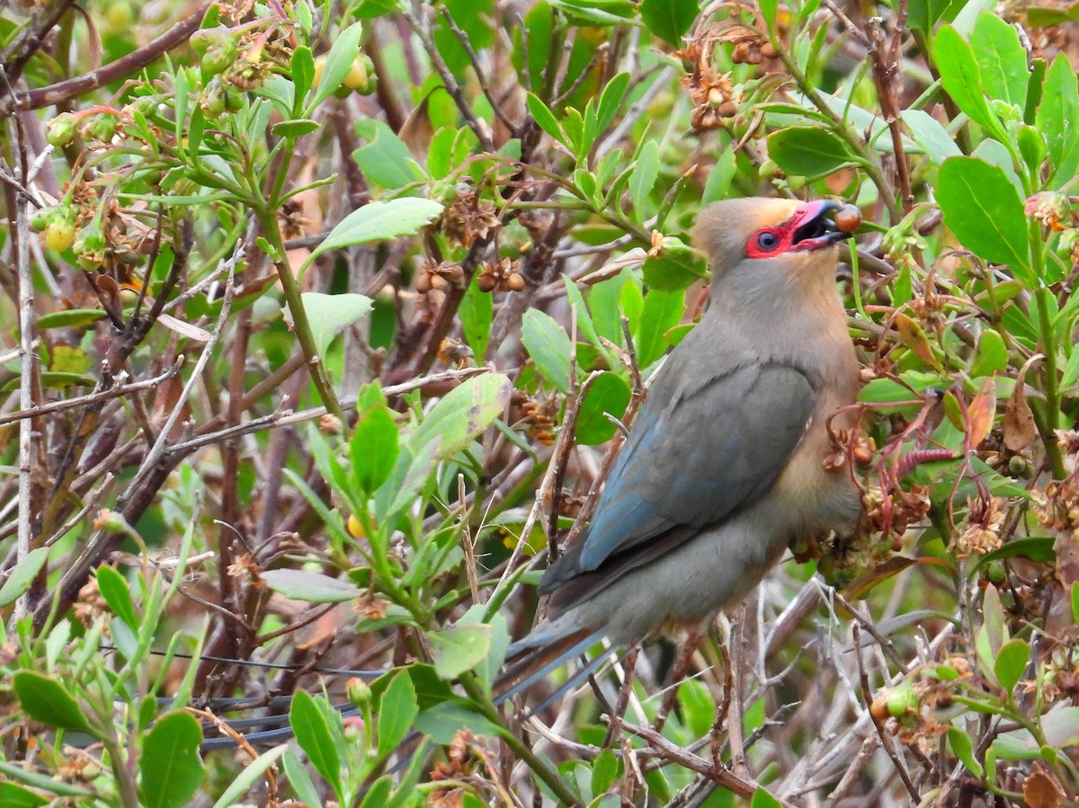 Red-faced Mousebird - ML643761273