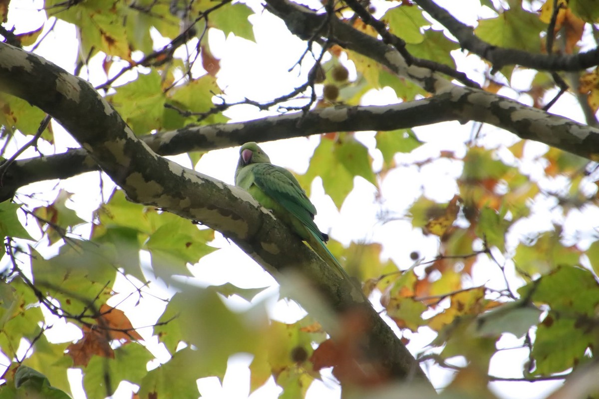 Rose-ringed Parakeet - ML643761284