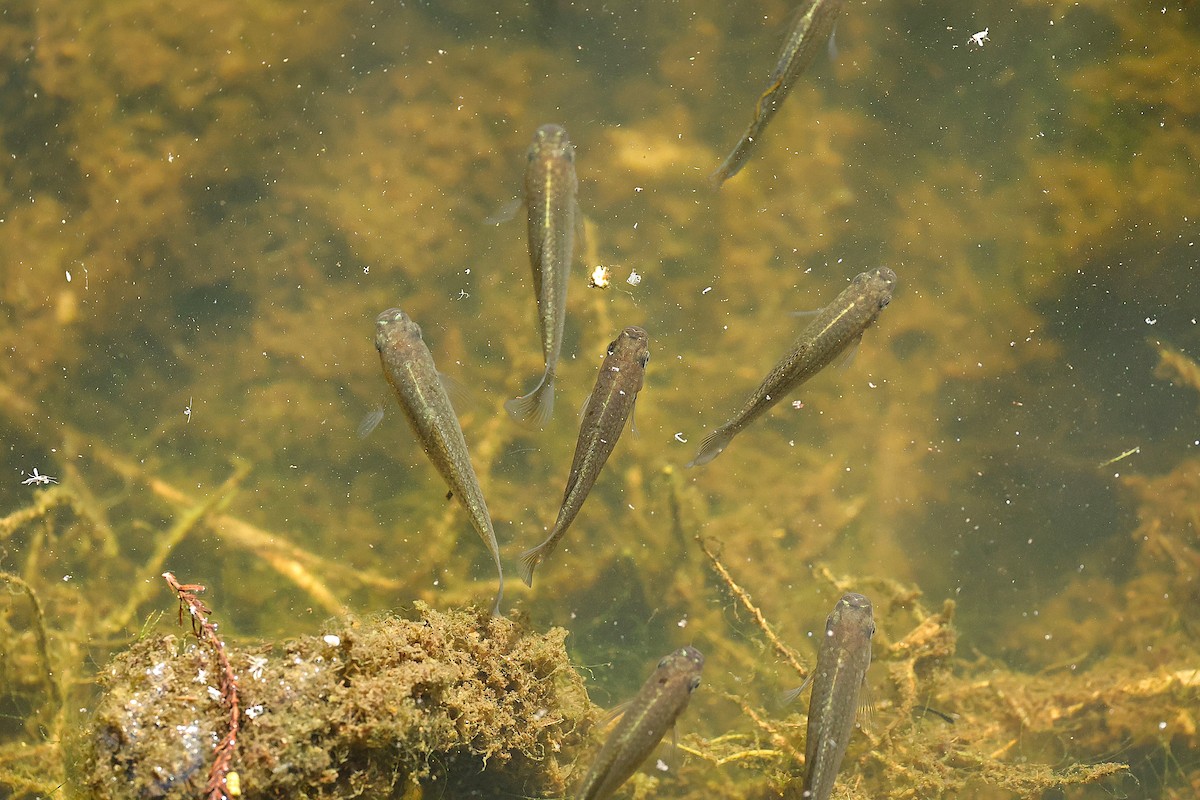 Sailfin Molly - ML643761285