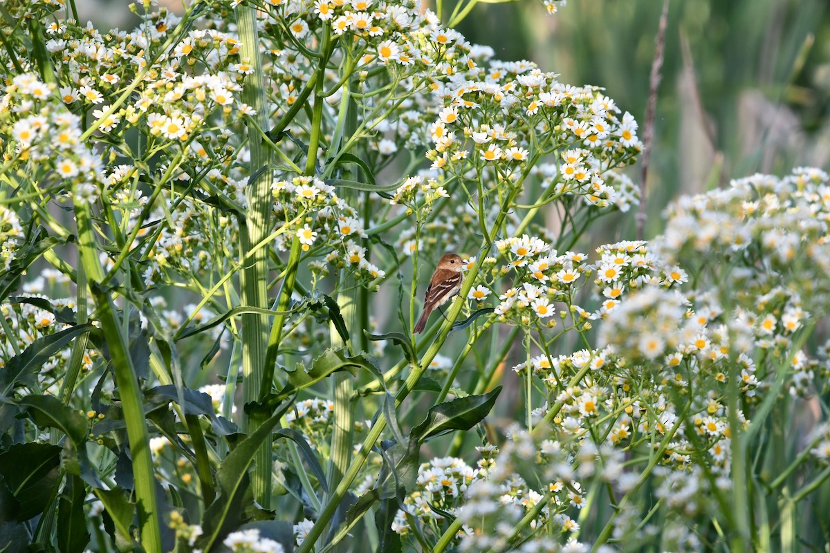 Bran-colored Flycatcher - ML643761289