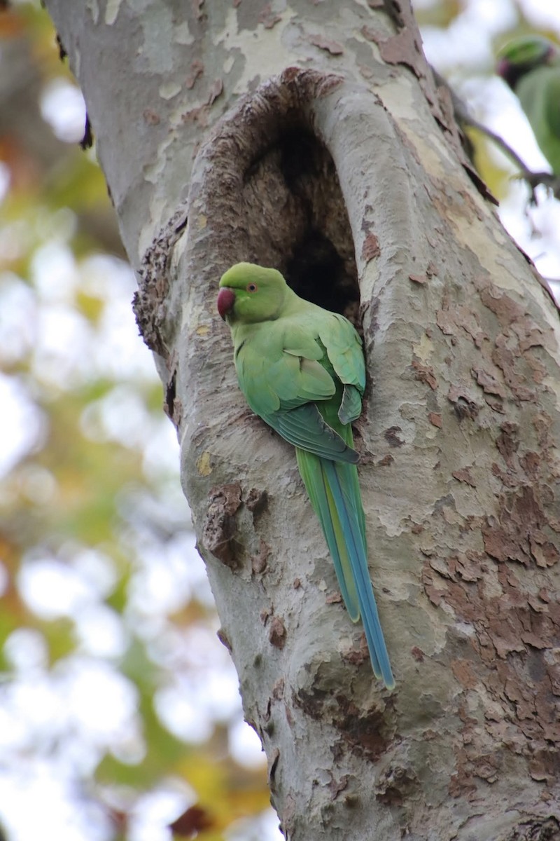 Rose-ringed Parakeet - ML643761290
