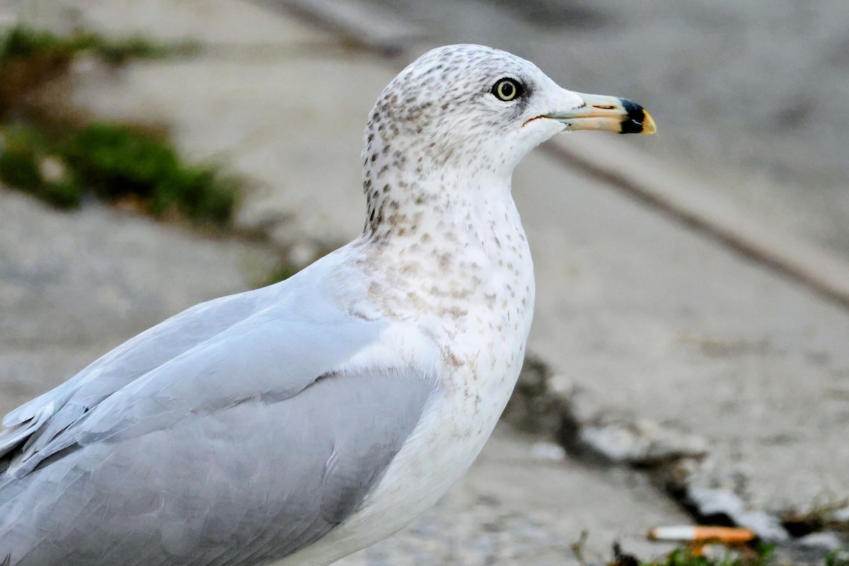 Ring-billed Gull - ML643761293