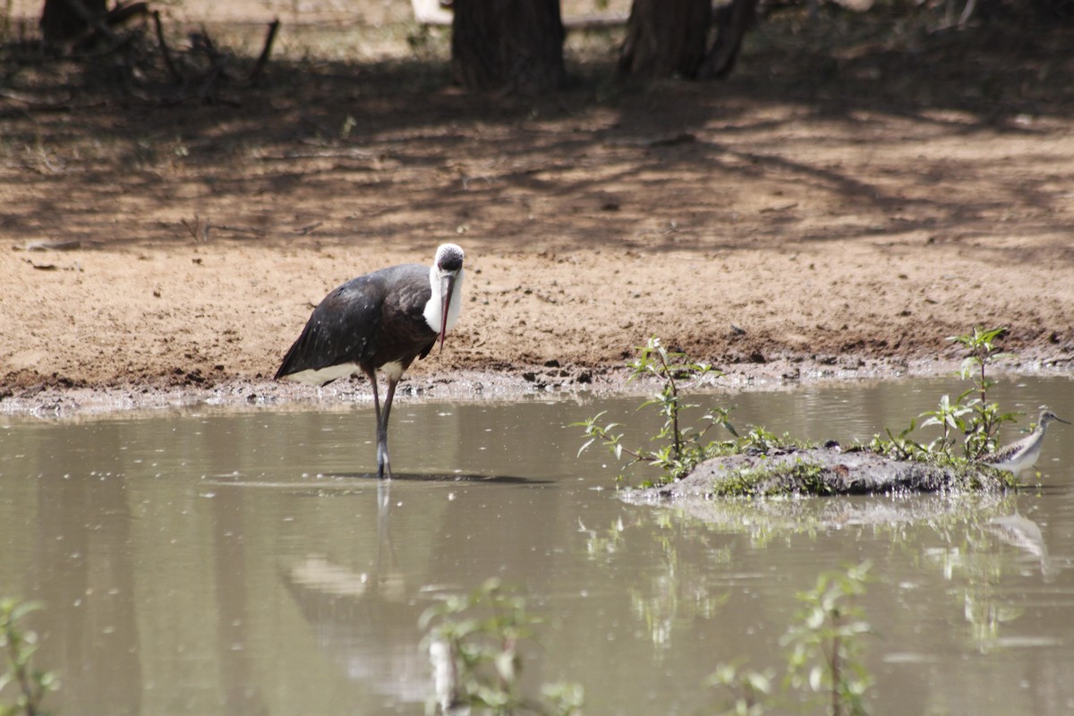 African Woolly-necked Stork - ML643761297
