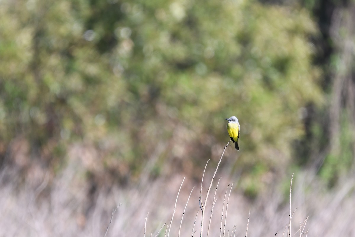 オリーブタイランチョウ - ML643761298