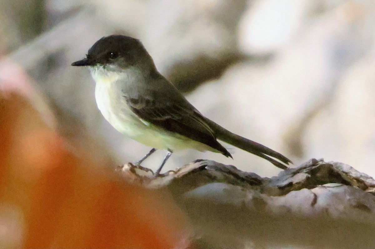 Eastern Phoebe - ML643761302