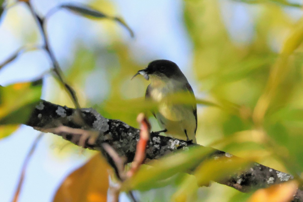Eastern Phoebe - ML643761303
