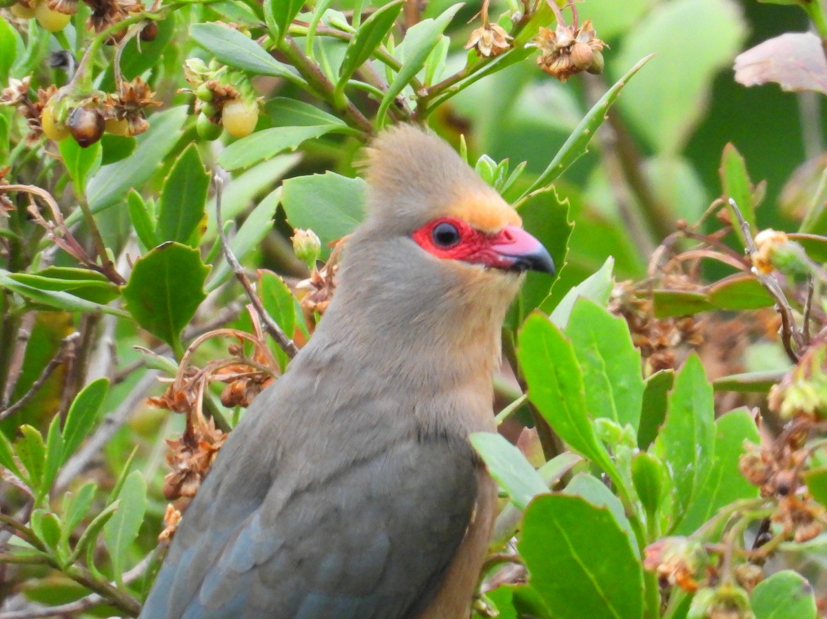 Red-faced Mousebird - ML643761304