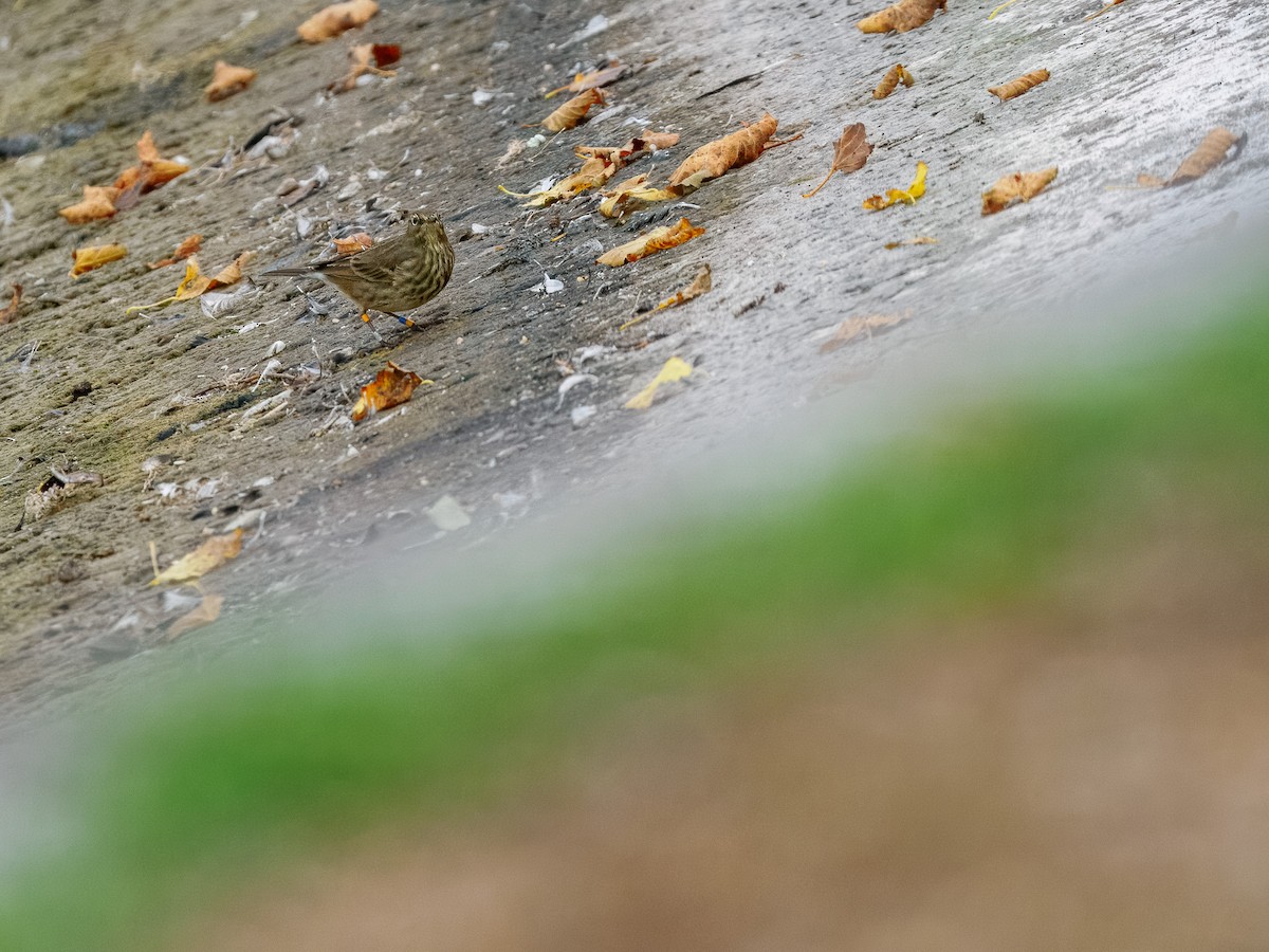 Rock Pipit - ML643761330