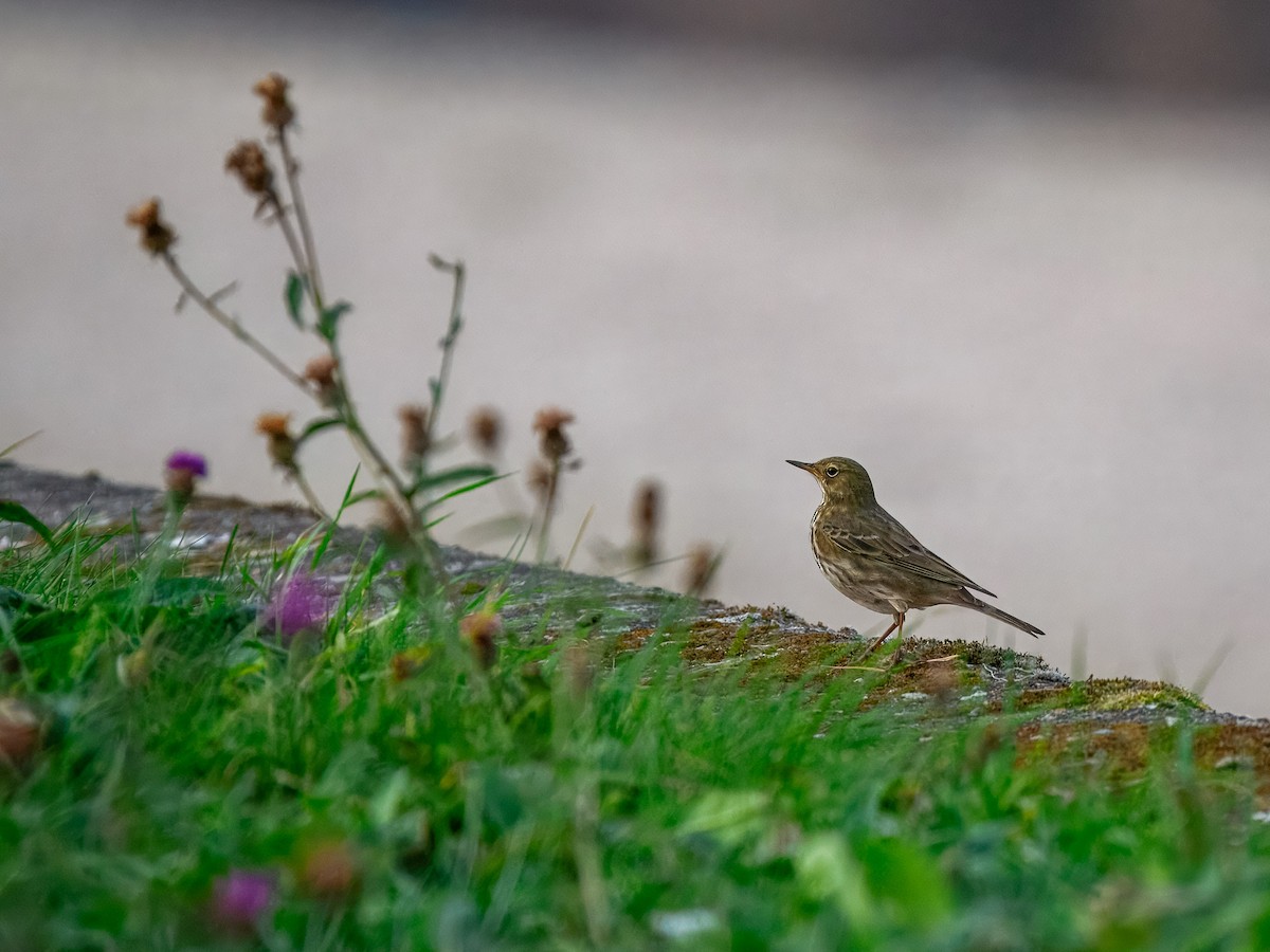 Rock Pipit - ML643761331