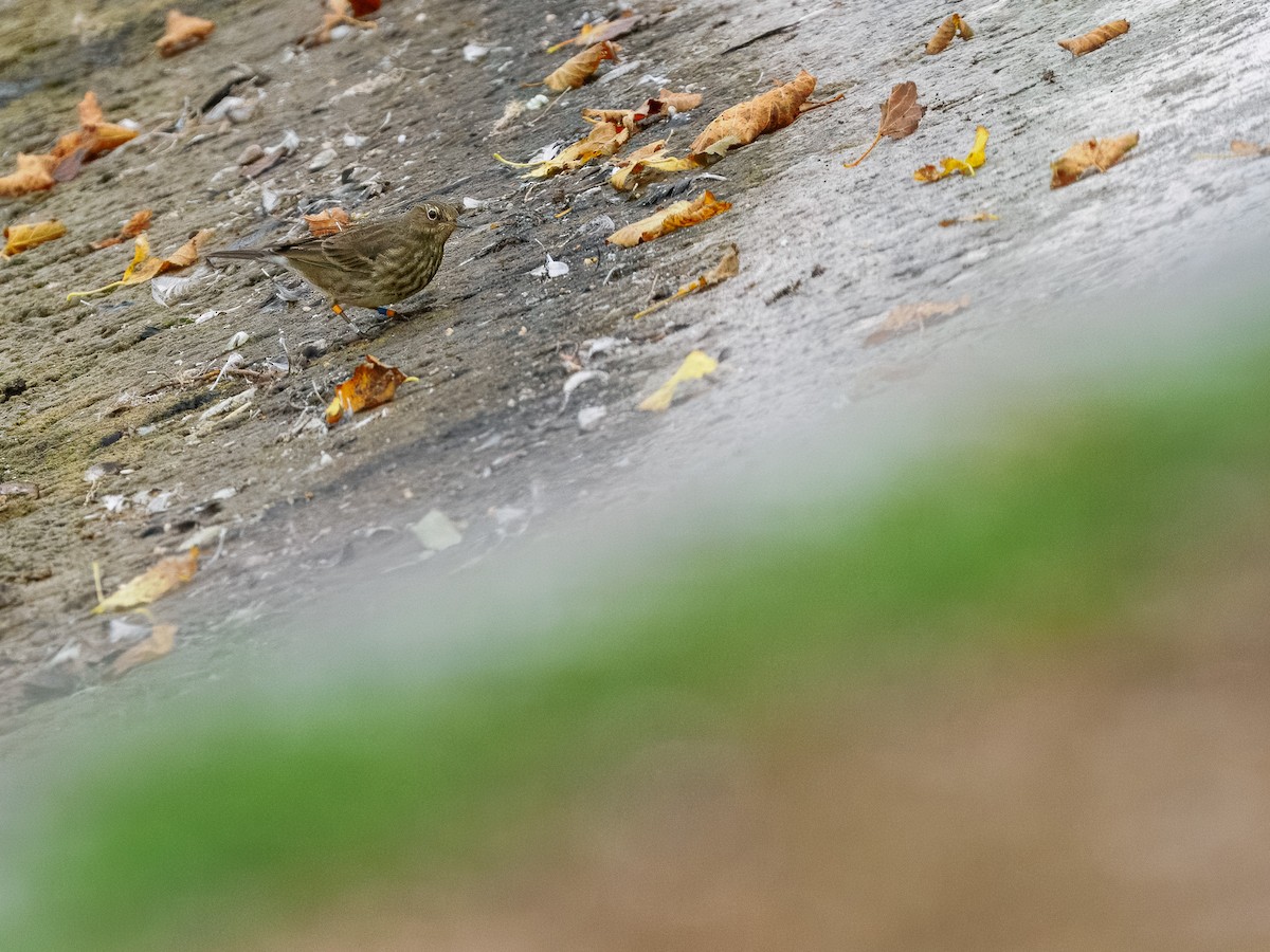 Rock Pipit - ML643761332