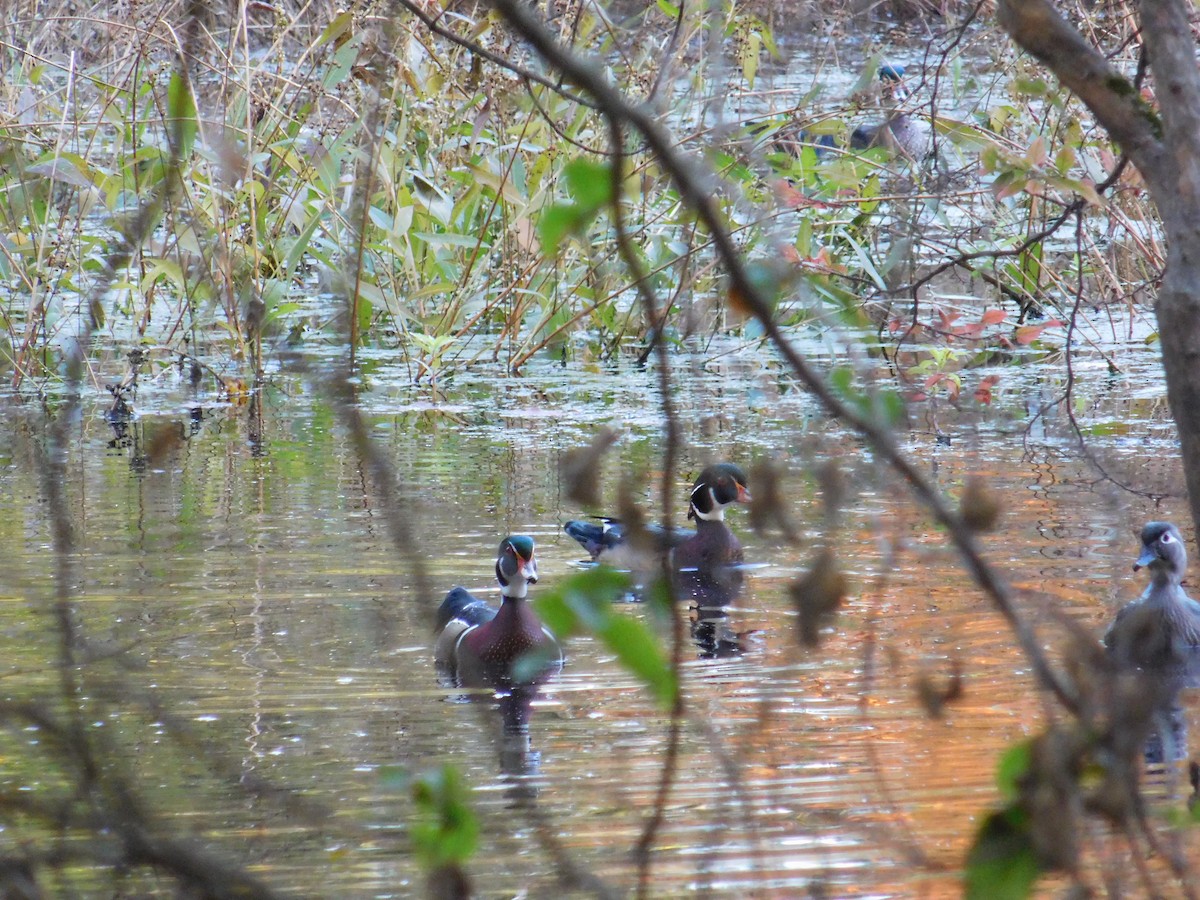 Wood Duck - ML643761333
