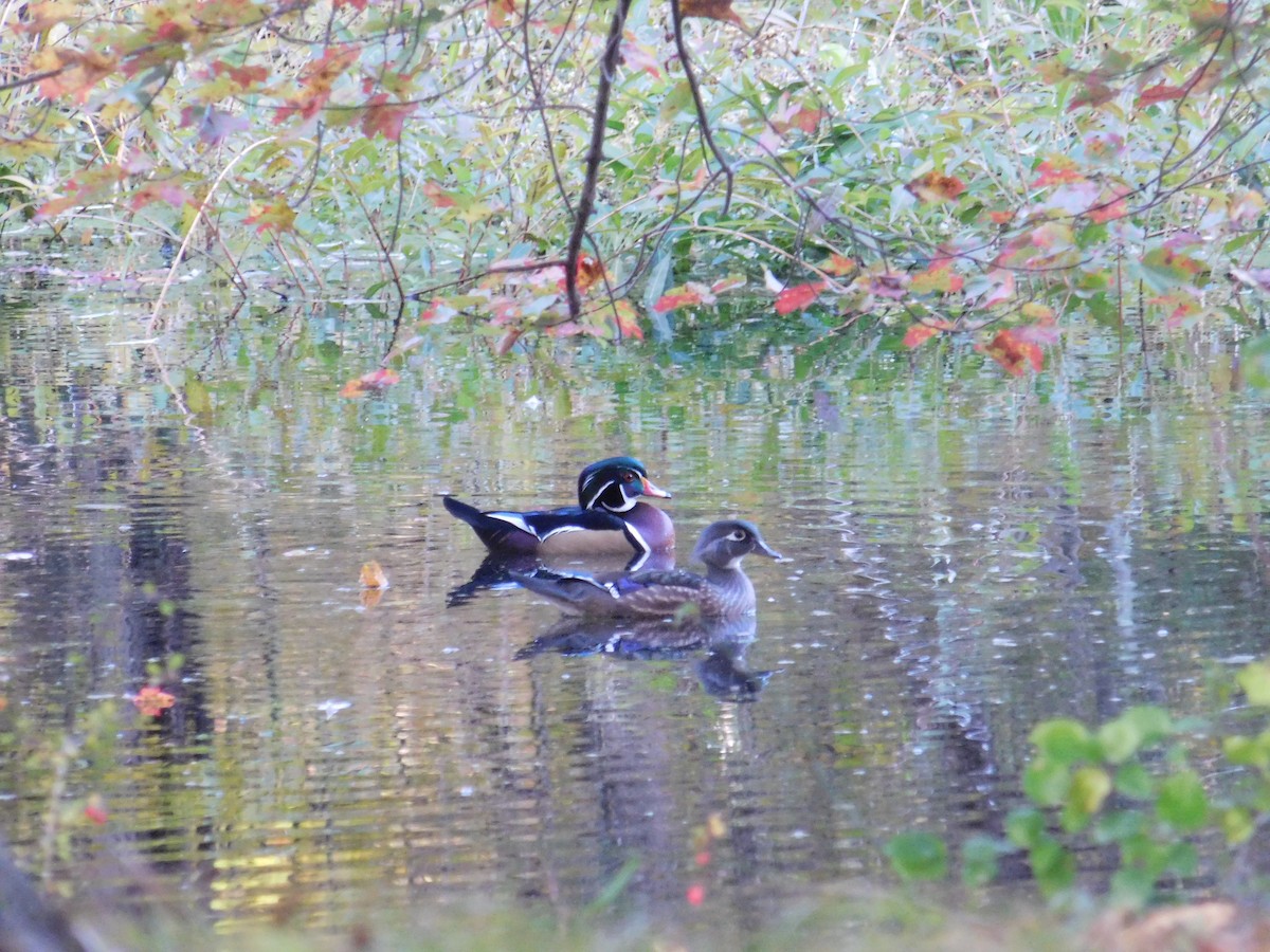 Wood Duck - ML643761334