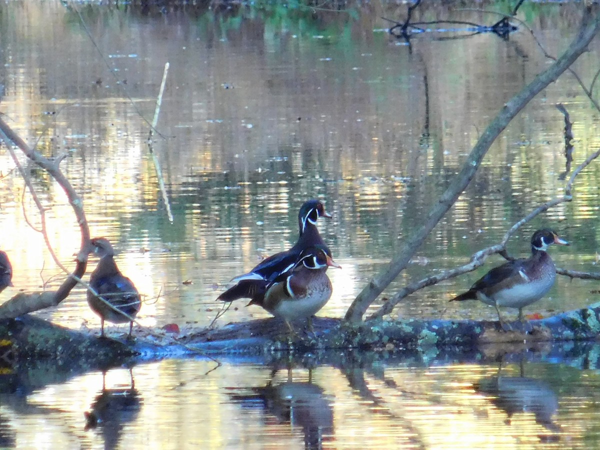 Wood Duck - ML643761335