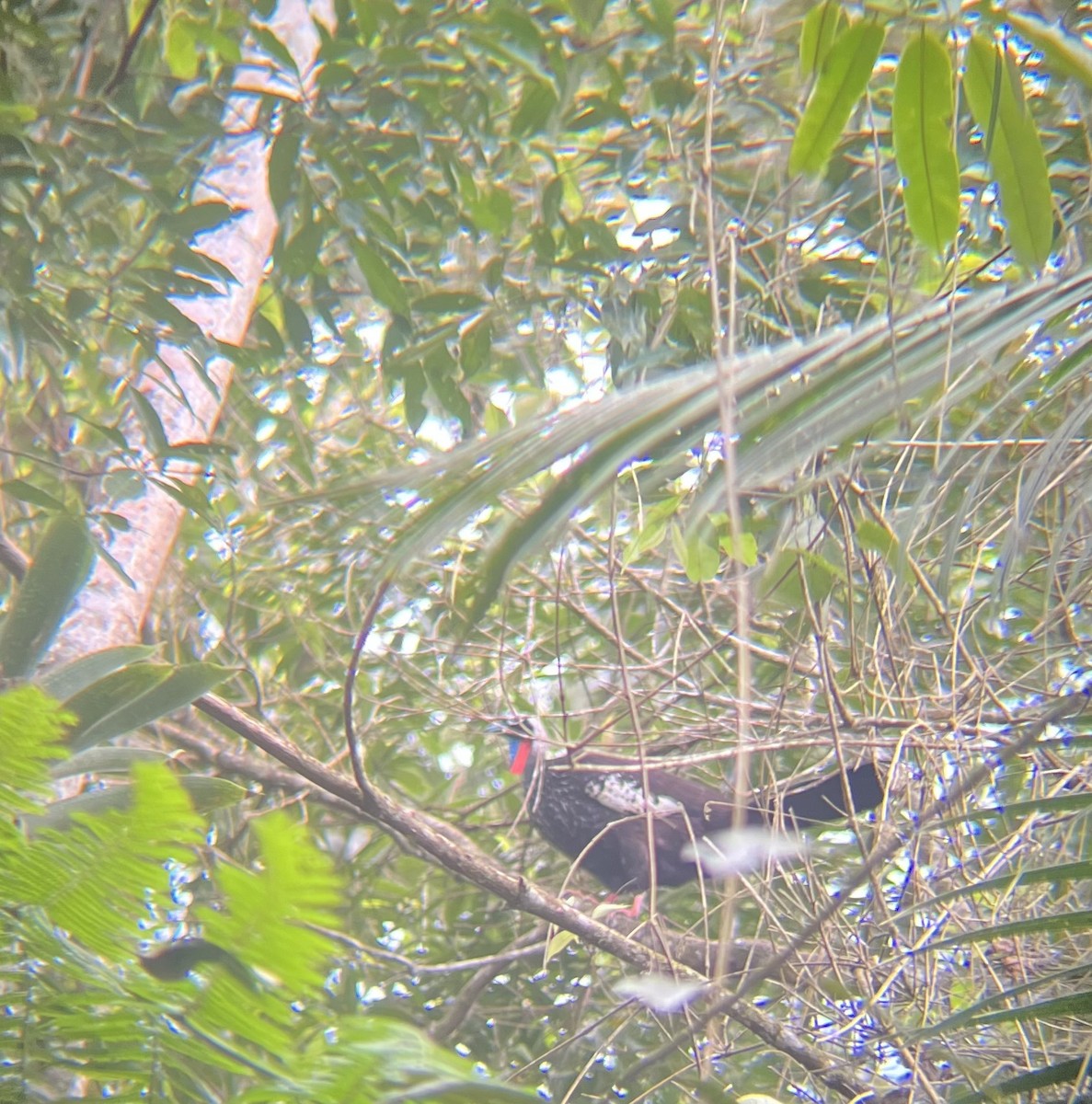 Black-fronted Piping-Guan - ML643761336
