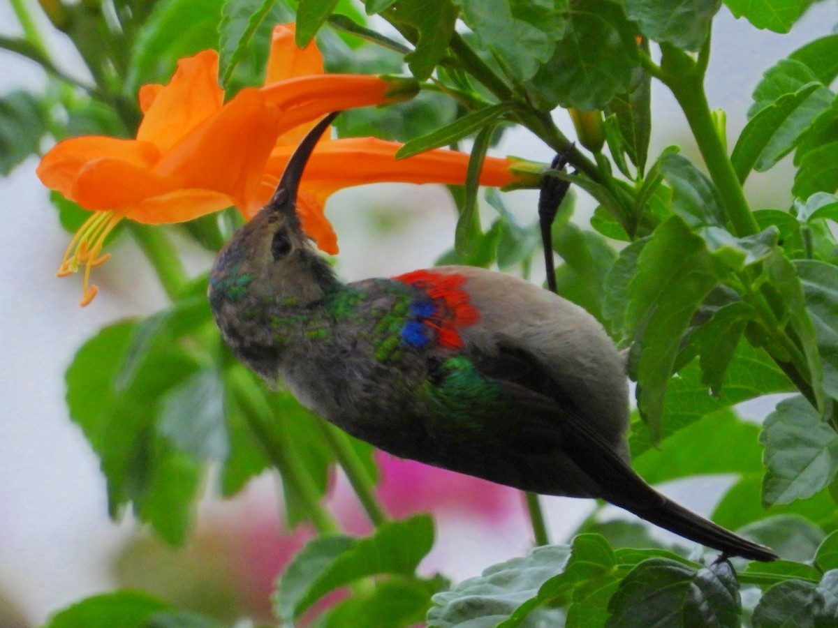Southern Double-collared Sunbird - ML643761337