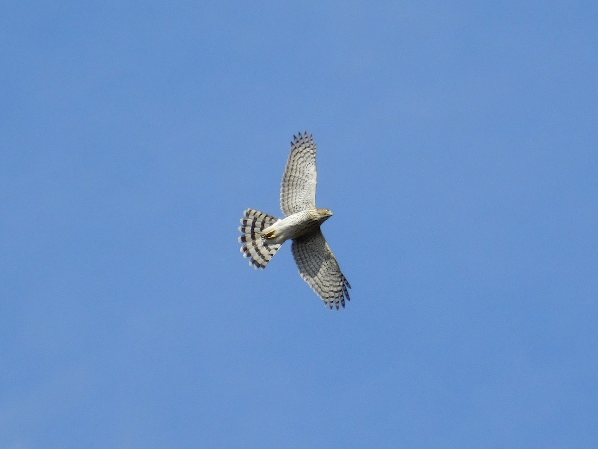 Cooper's Hawk - ML643761343