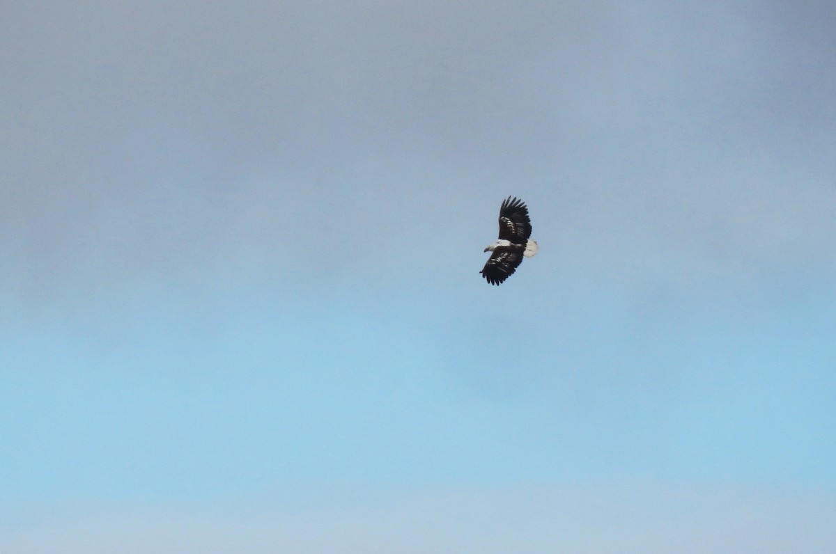 African Fish-Eagle - ML643761344