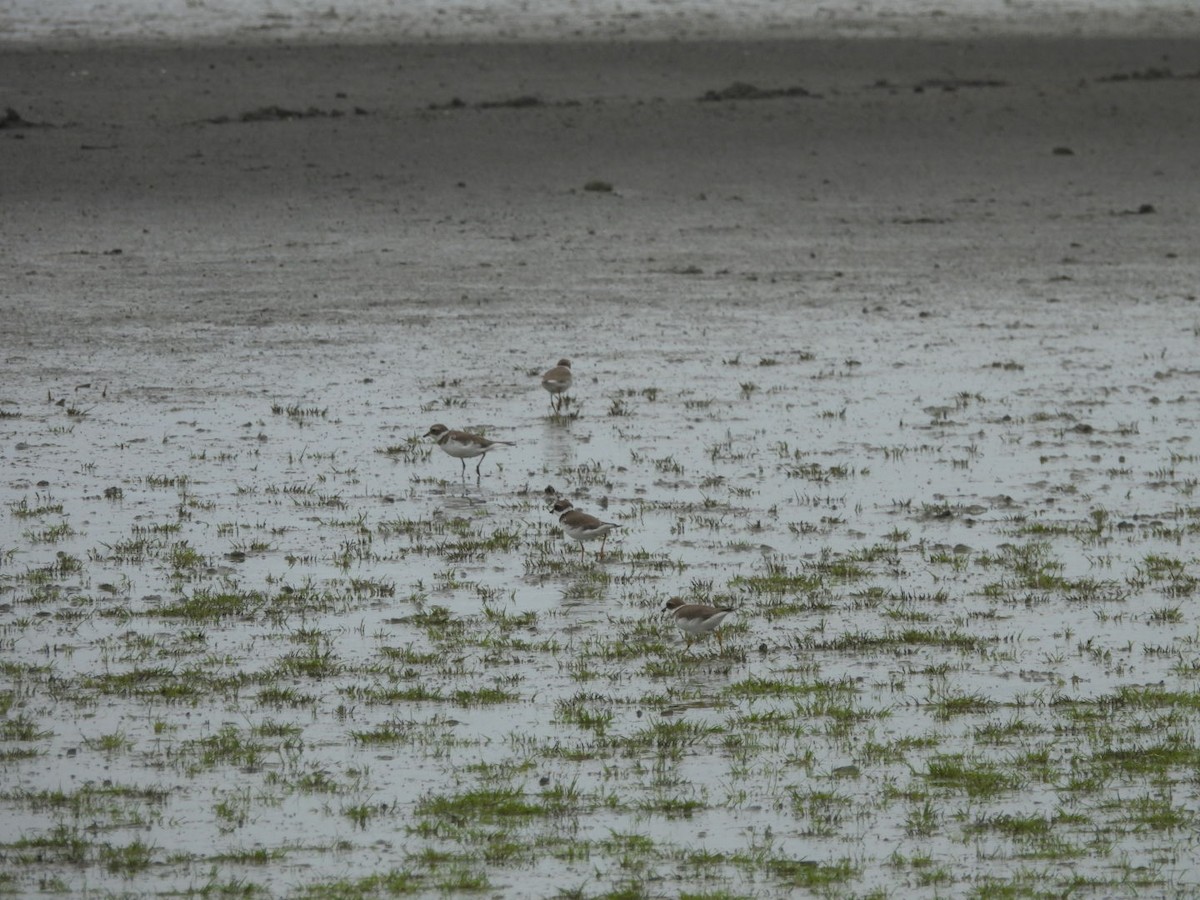 Semipalmated Plover - ML643761352