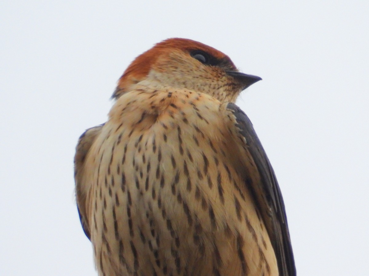 Greater Striped Swallow - ML643761355