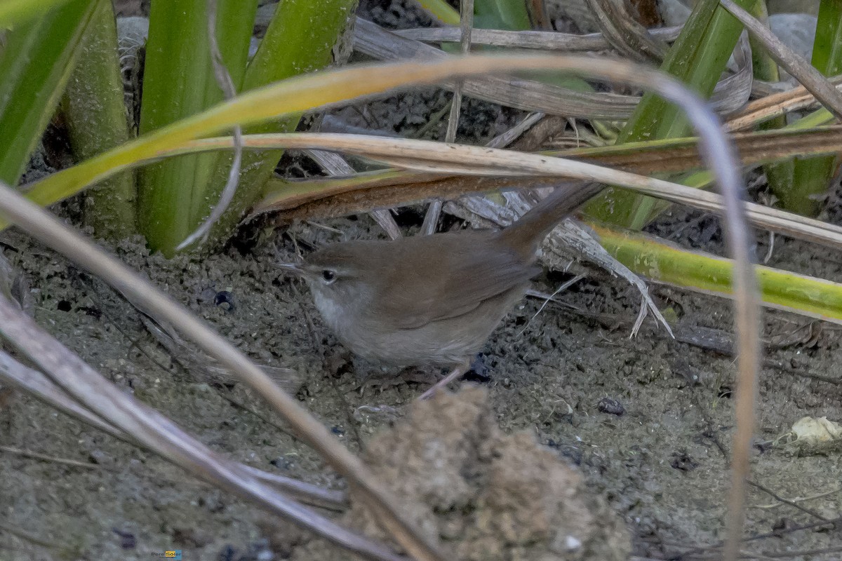 Cetti's Warbler - ML643761356