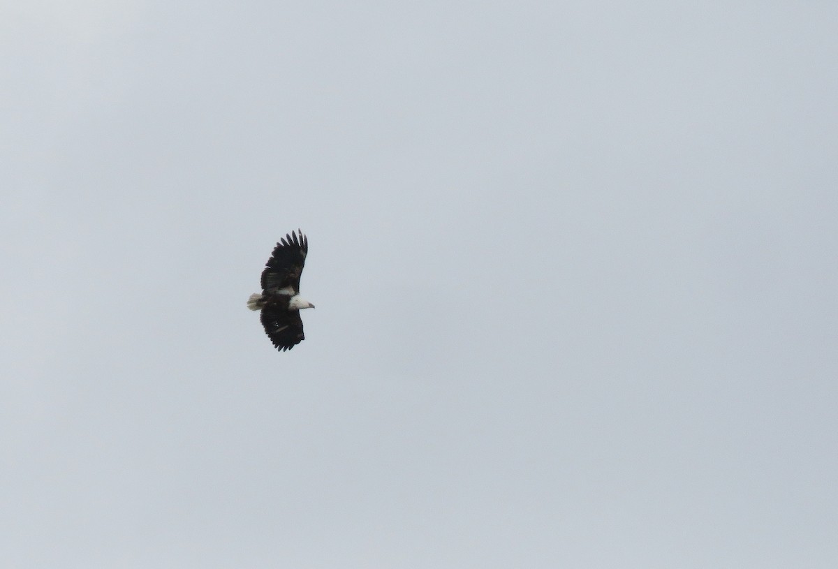 African Fish-Eagle - ML643761360
