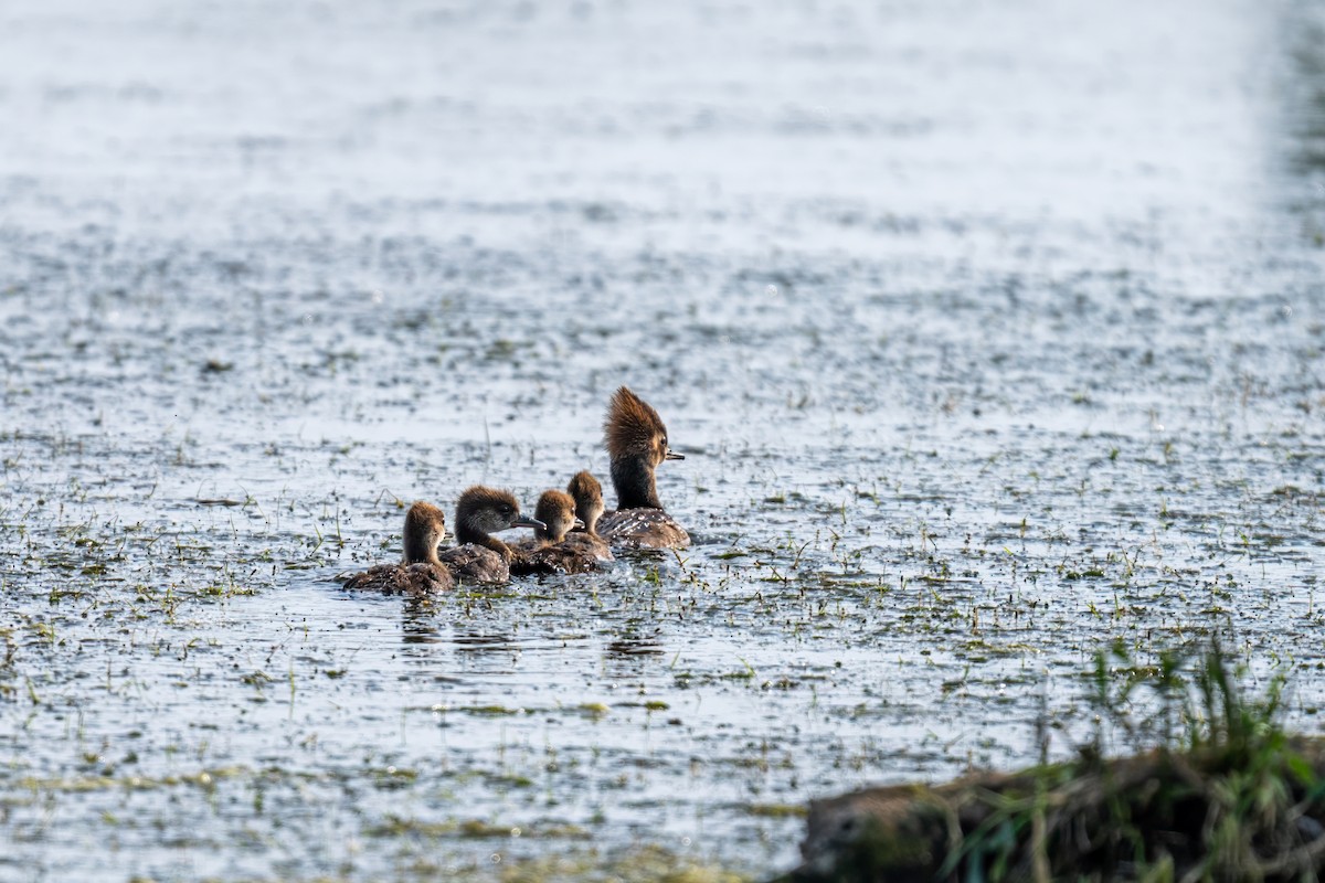 Hooded Merganser - ML643761370