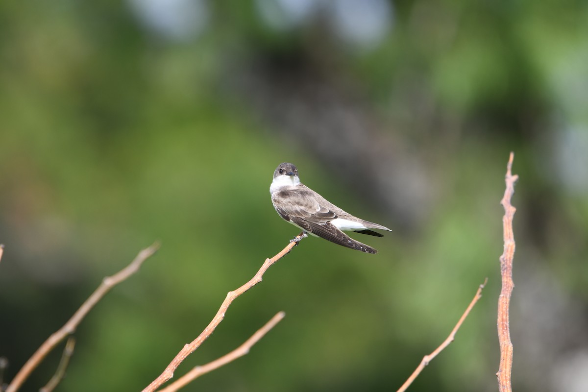 チャムネツバメ - ML643761376