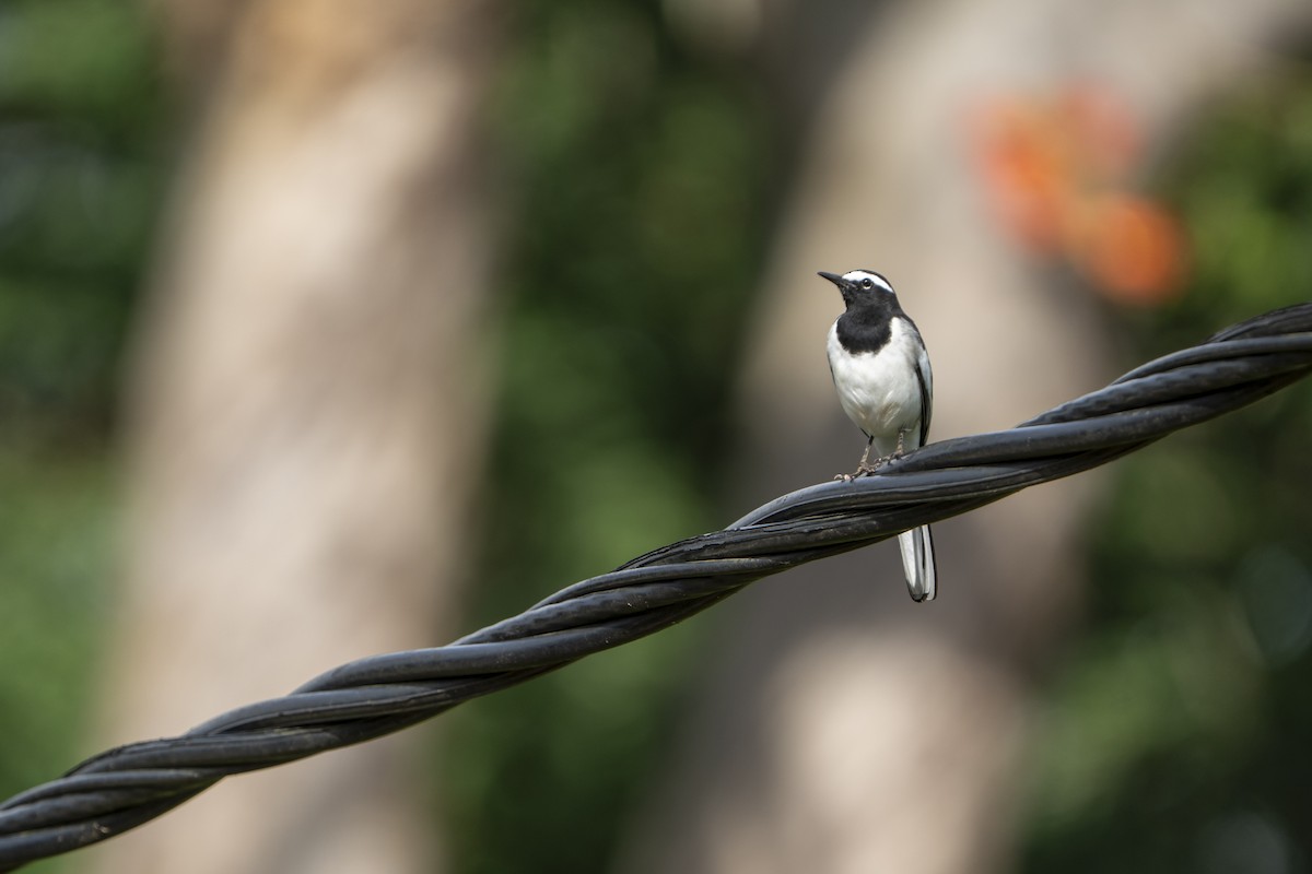 White-browed Wagtail - ML643761379