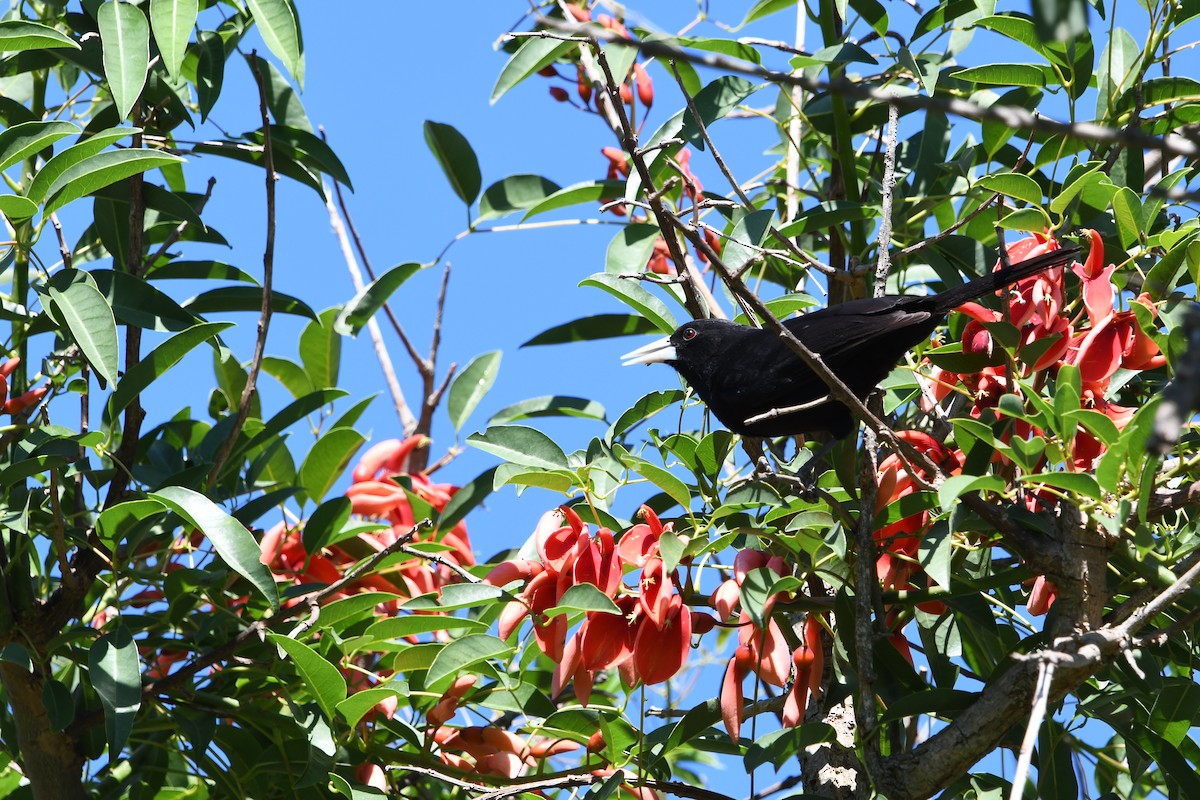 Solitary Black Cacique - ML643761381