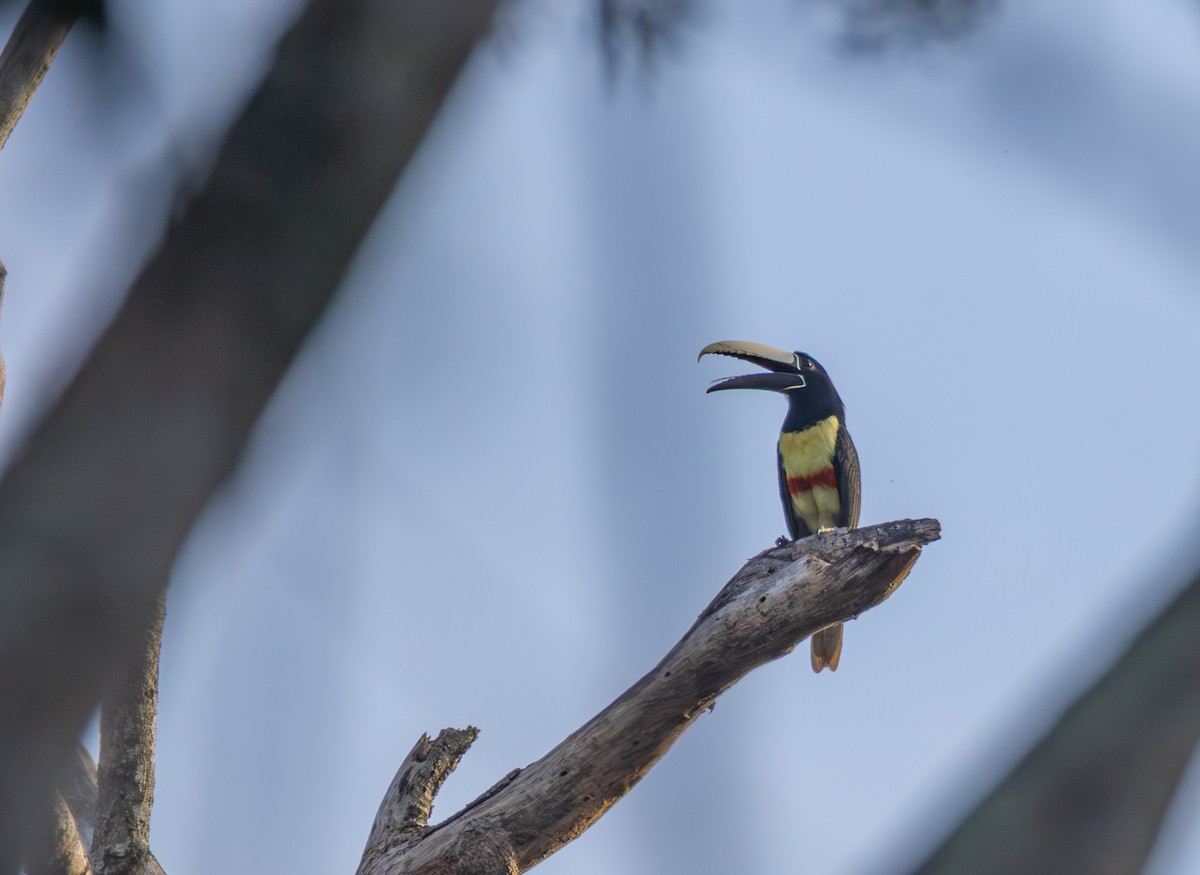 arassari černokrký - ML643761396