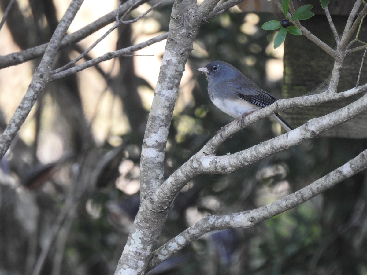 Dark-eyed Junco - ML643761399