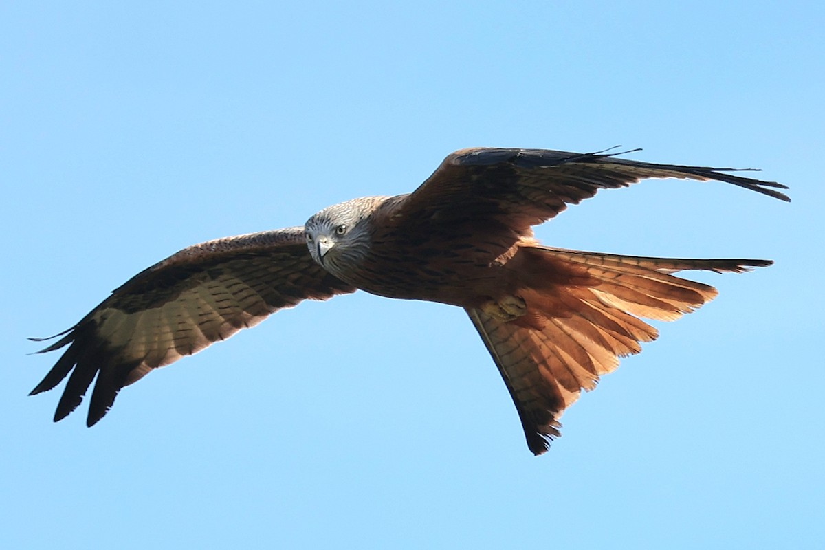 Red Kite - ML643761425