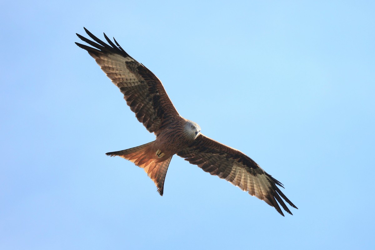 Red Kite - ML643761426