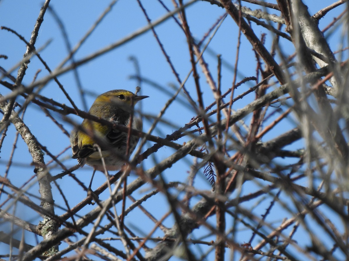 Cape May Warbler - ML643761429