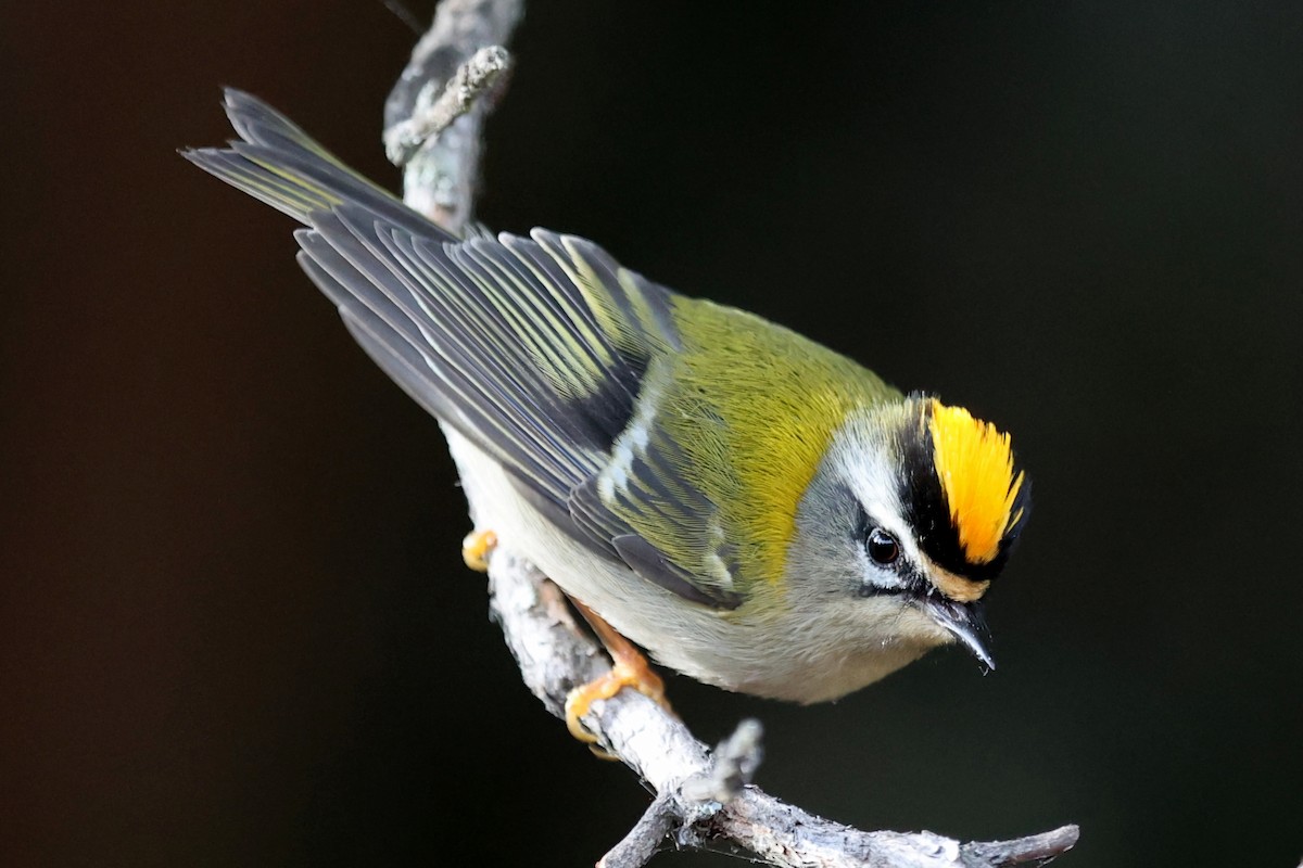 Common Firecrest - ML643761444