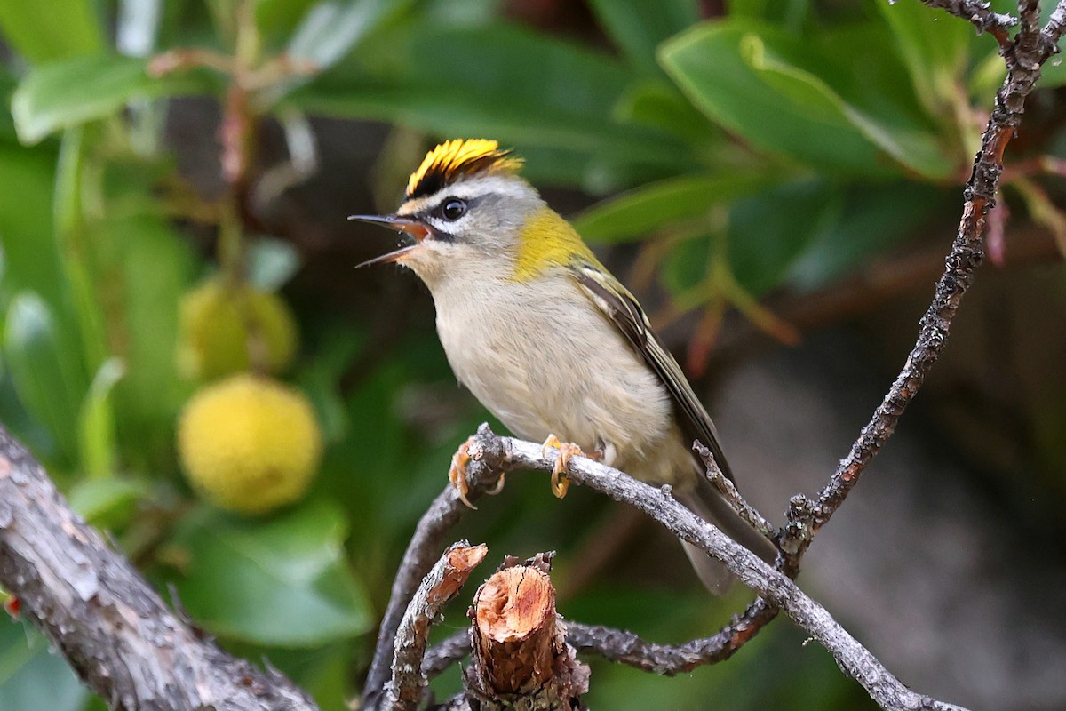 Common Firecrest - ML643761445