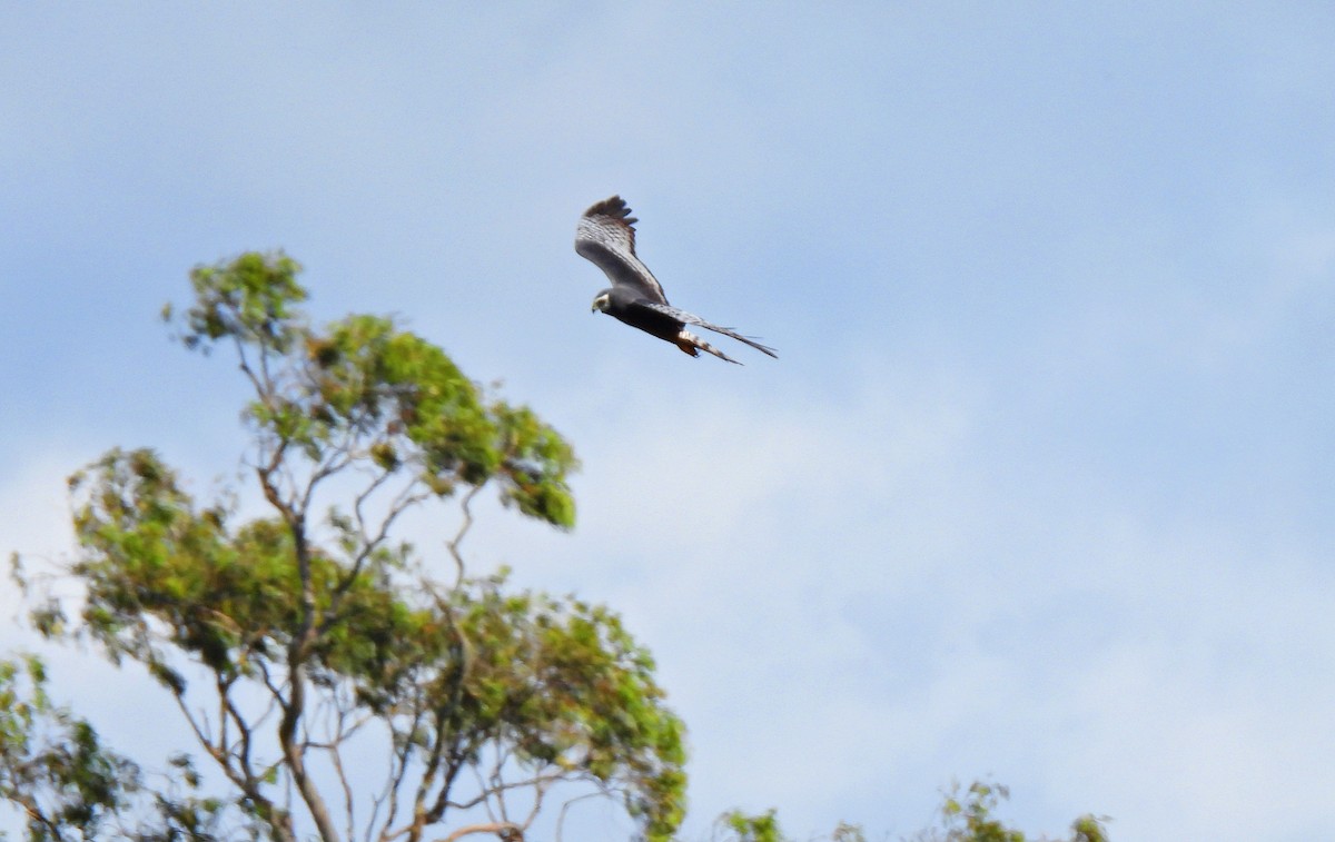 Лунь довгохвостий - ML643761448