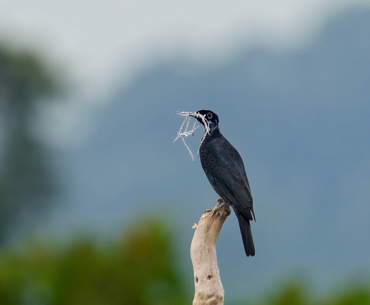 Bare-necked Fruitcrow - ML643761449