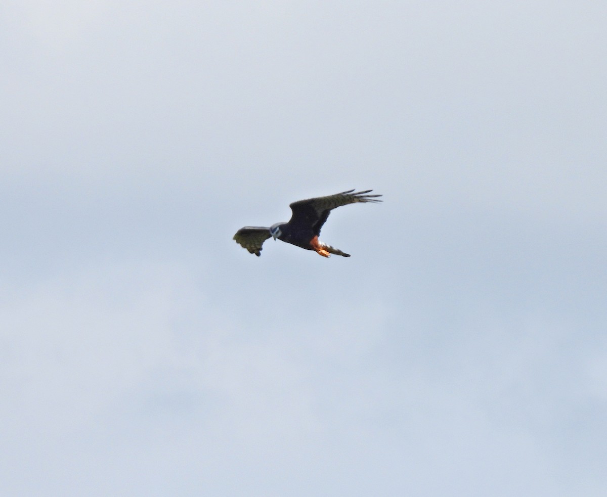 Лунь довгохвостий - ML643761453